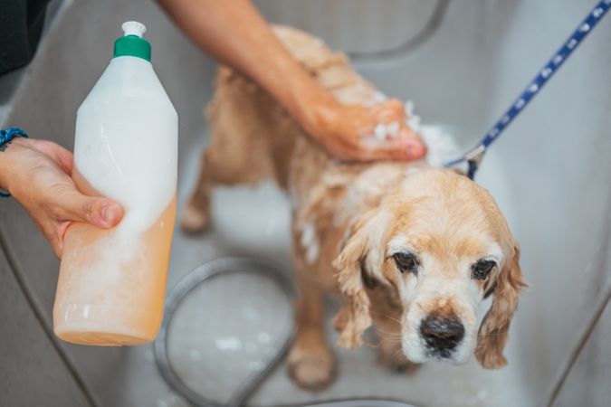 Female groomer washing dog in salon