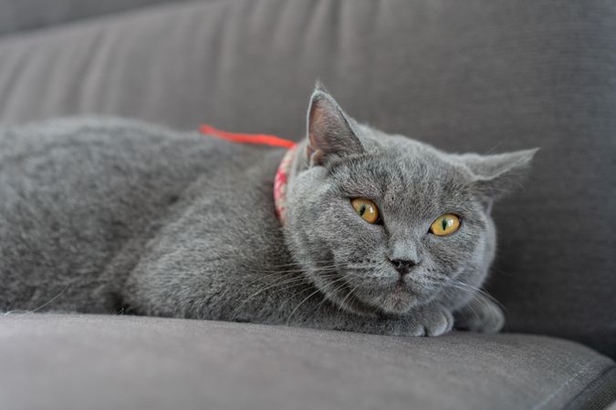 British Shorthair cat lying on grey sofa