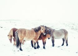 Horses pasturing on snow field