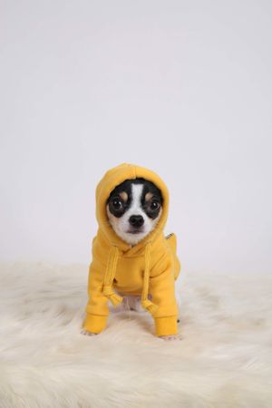 A Chihuahua wearing a yellow hoodie is sitting in front of a light background