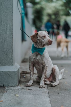 Serious mixed breed dog walking in street