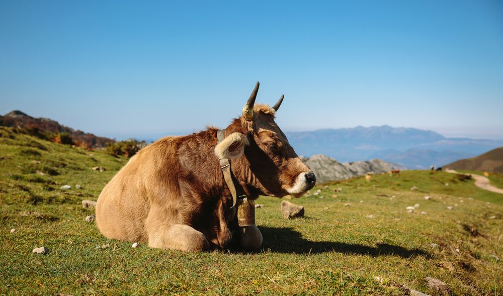 Cow resting lying on the grass