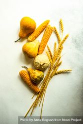 Raw pumpkin, corn and wheat ears as a autumnal harvest concept 49vlBb
