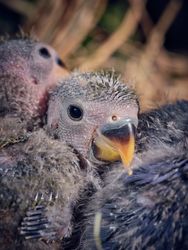 Closeup of adorable newborn lovebirds with fluffy gray plumage