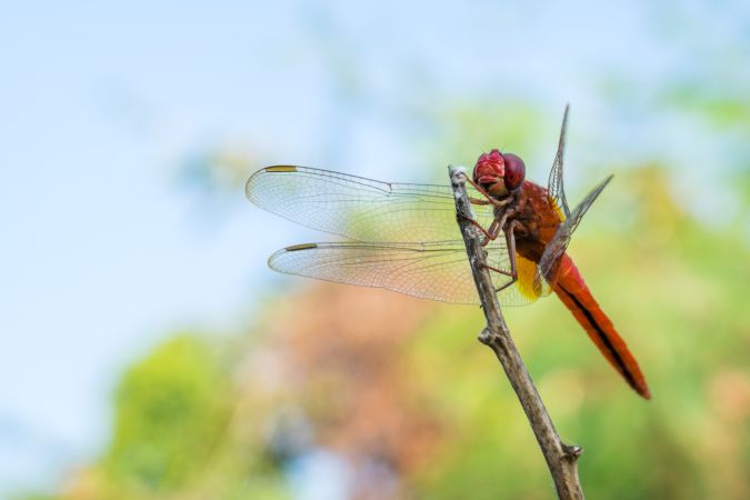 A beautiful dragonfly perched on a branch at a park in Mumbai, India