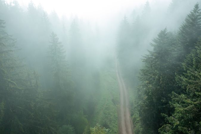 Forest covered in fog, drone aerial view