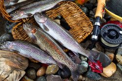 Trout spilling out of fishing creel