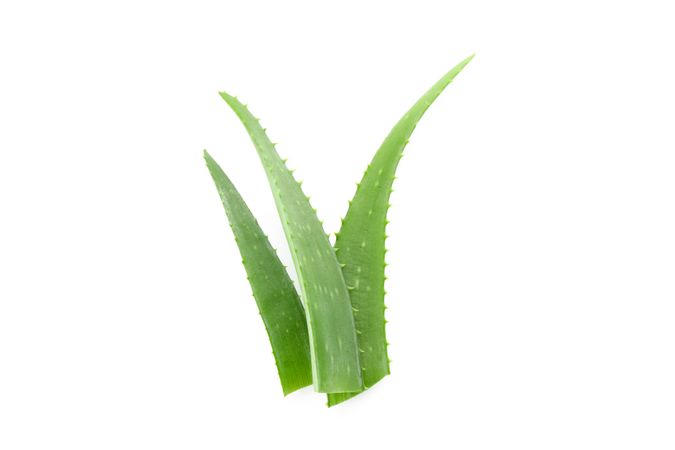 Aloe vera fresh leaves isolated on plain background. Treatment plant