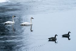 Trumpeter Swans on lake in McGregor, MN