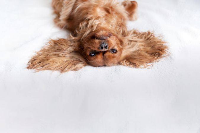 Cavalier spaniel lying belly up on bed