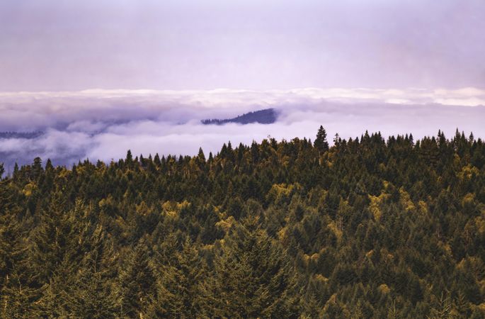 Clouds rolling over green tree tops