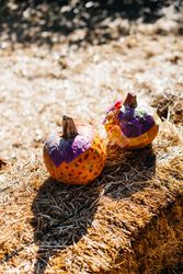 Small pumpkins in dry hay in yard