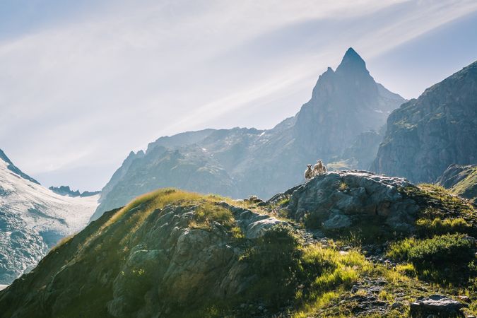 Lambs grazing at peak of mountains in sunlight