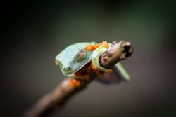 Tropical frog on tree twig