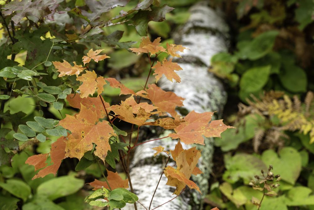 Orange maple leaves along Loon Lake Trail at Savanna Portage State Park in McGregor, Minnesota