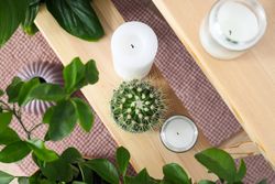 Cozy hobby - growing indoor plants at home