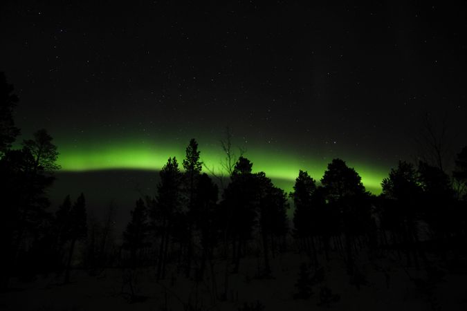 Polar lights over trees in winter countryside