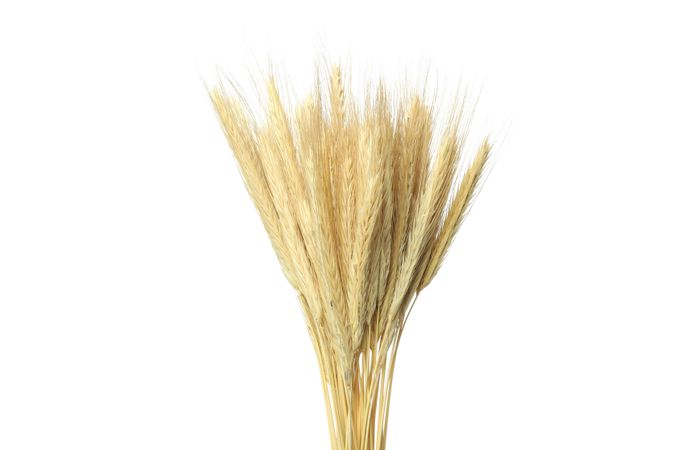 Dried chaff arraignment upright in blank studio shoot
