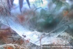 Spider web on forest floor 0gDKN5