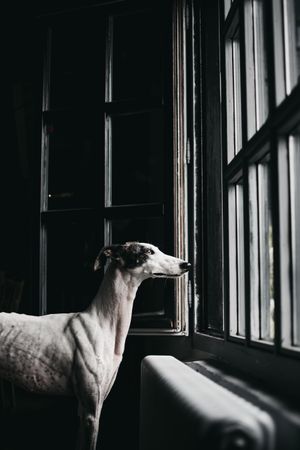 Cute dog looking through window