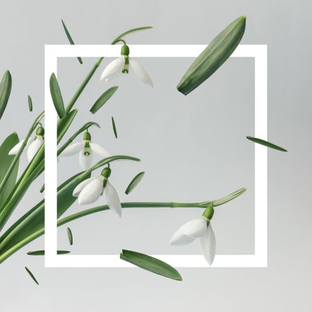 Snowdrop flowers with light frame on bright background