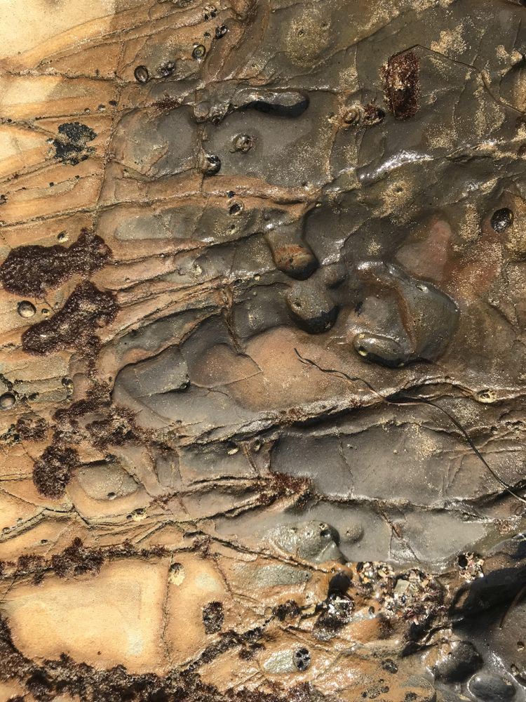 Tan and gray ocean rock texture with barnacles