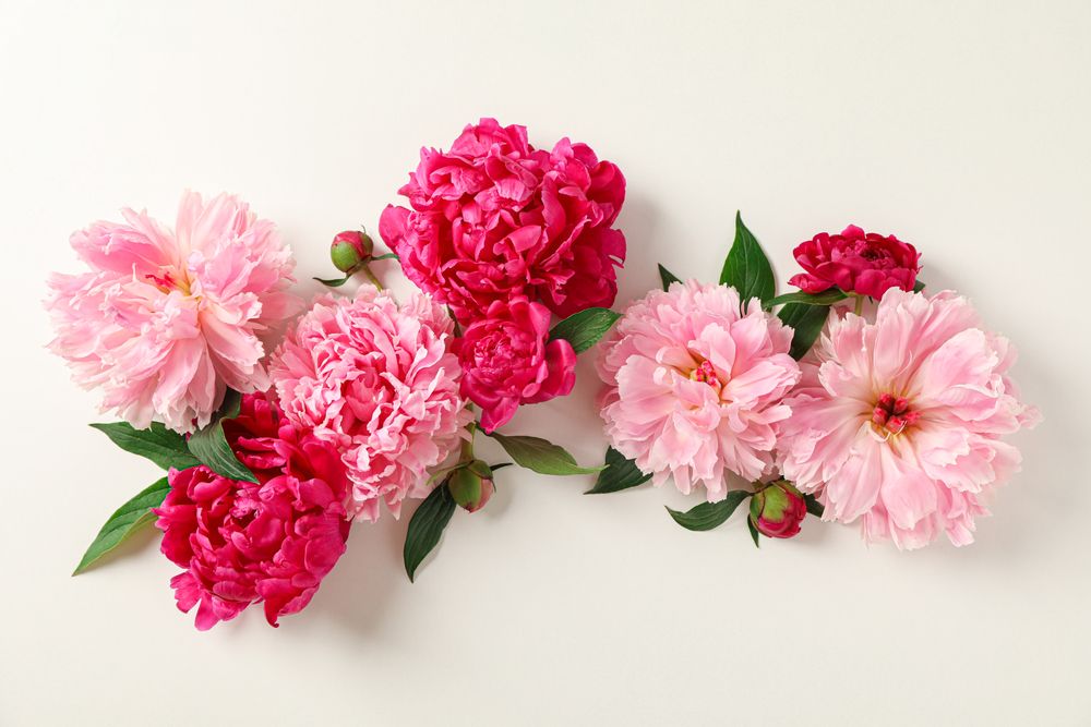 Flat lay composition with beautiful peonies on bright background, space for text and top view