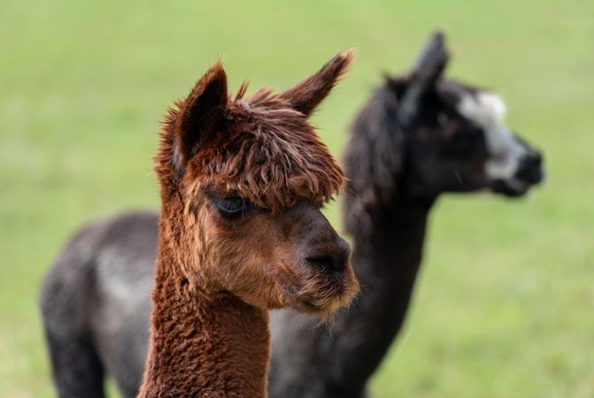 Brown Llama portrait at a german ranch in Baden Wurttemberg, Germany
