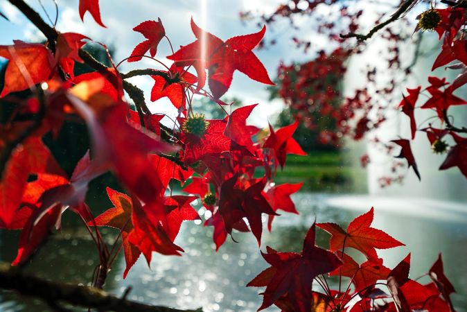 Pointed multicolored autumn maple and sycamore leaves. Close-up.