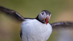 Atlantic puffin about to fly in close up