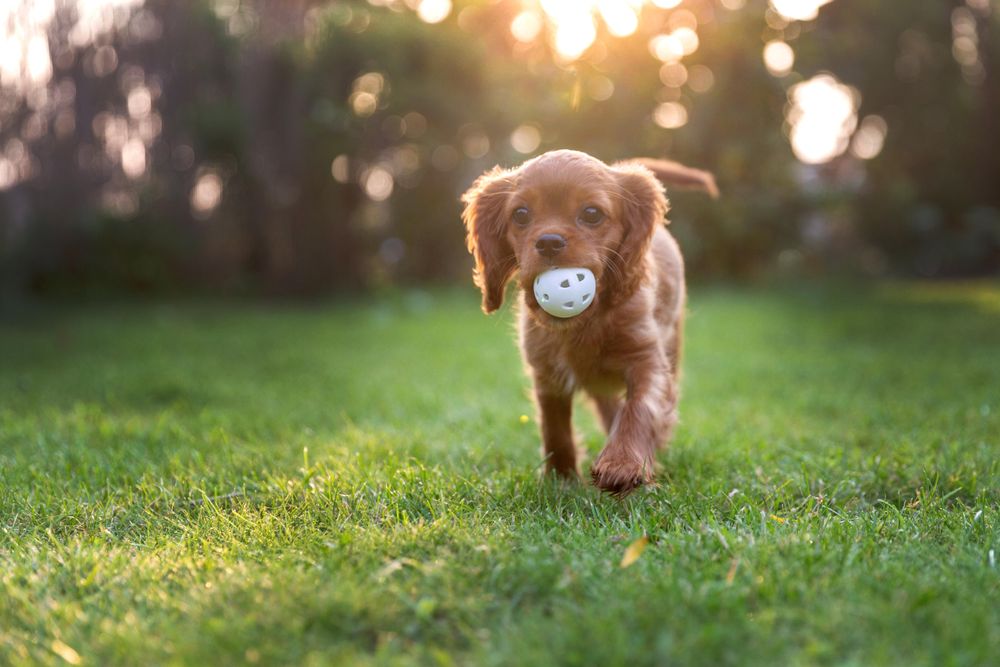 Cavalier spaniel playing with ball on green grass