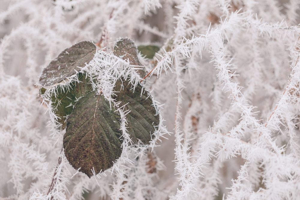 Frost on small branches and green leaves