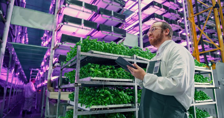 Agricultural Scientist Standing in a Hall in a Vertical Farm Space With Neon Light Next to a Rack with Freshly Grown Plants. Hydroponics Technician Using a Tablet Computer, Studying Crops.