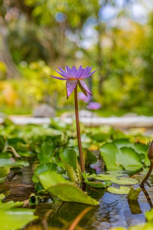 Portrait shot of purple lotus  growing in a pond