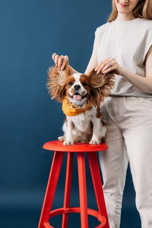 Dog on red chair with woman holding up ears