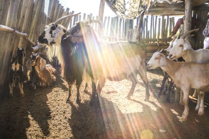 Domestic animals feeding on pasture