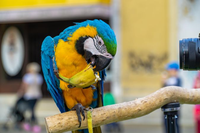 Blue and yellow macaw parrot eating a banana