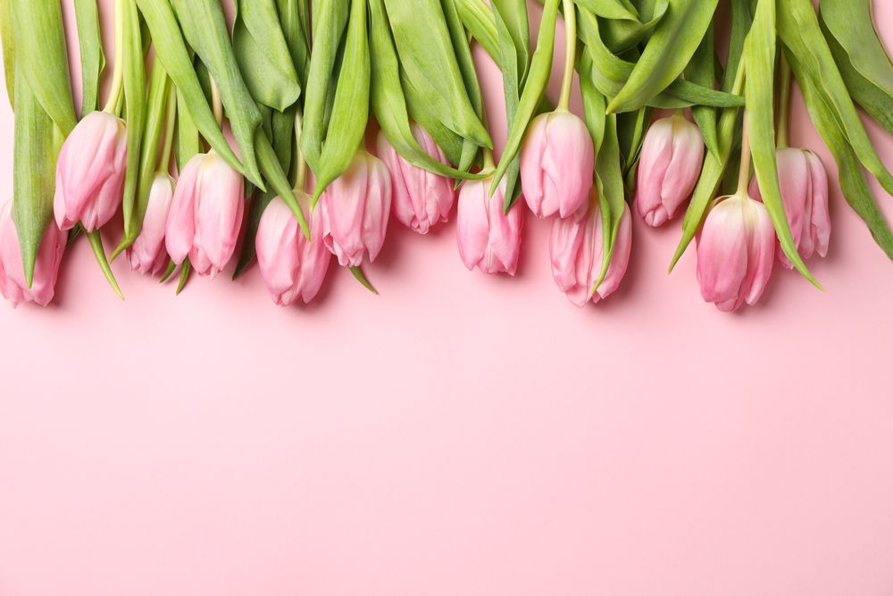 Frame of tulips on pink background, top view and space for text