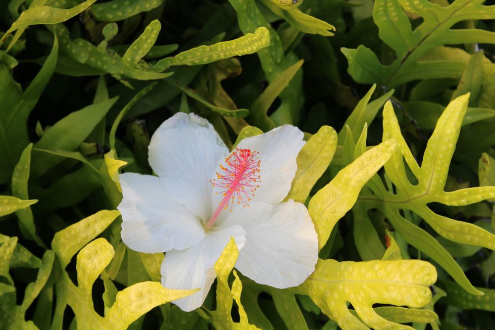 Hawaiian flower