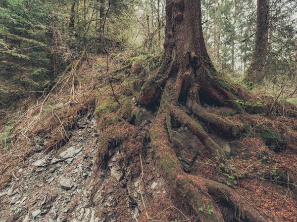 Roots of old tree growing in wild area