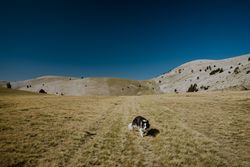 Dog walking on lush green hills in sunlight
