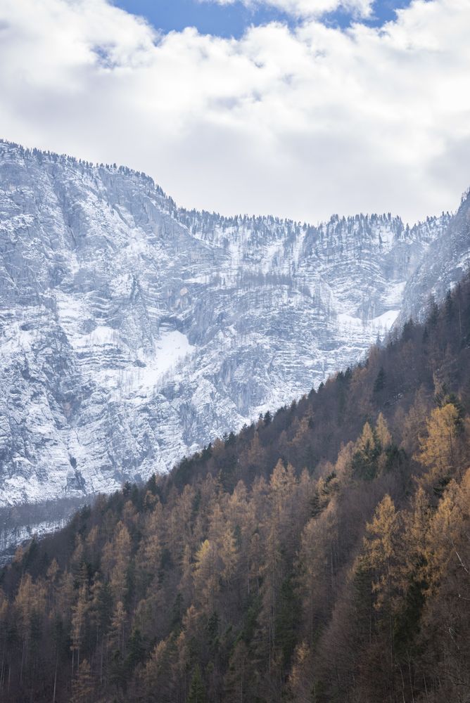 Autumn forest and snowy mountains