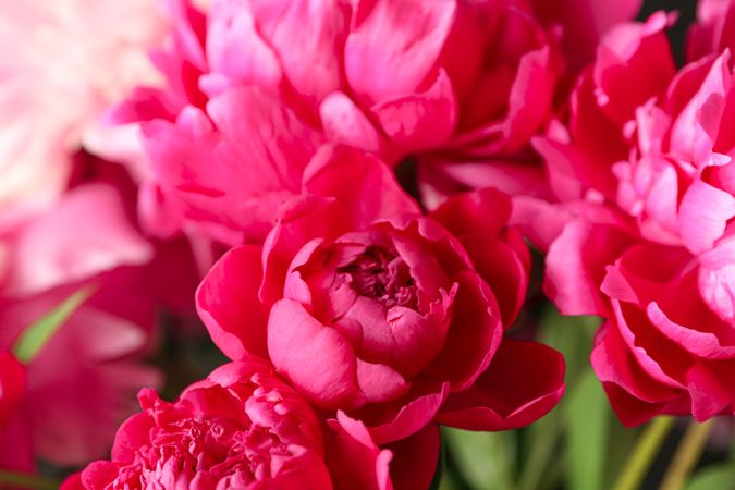 Bouquet of beautiful pink peonies as background, space for text and closeup
