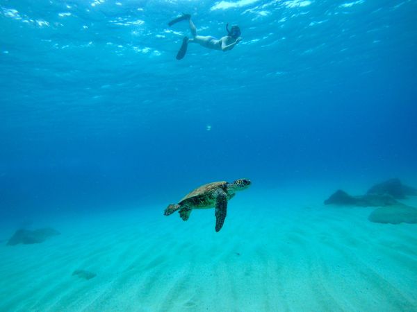 Underwater shot of person with snorkel diving and a turtle
