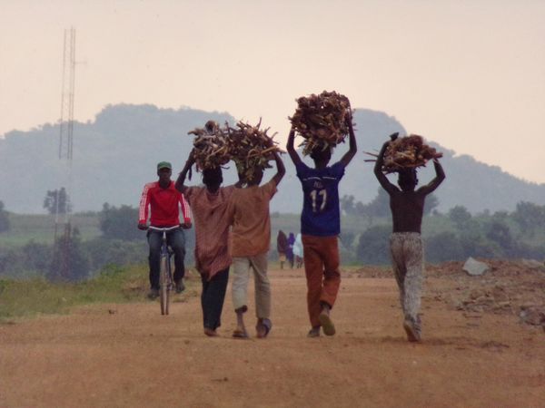 Back view of African men holding bundles of tree branches walking outdoor