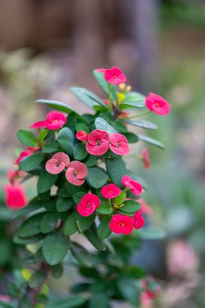 Small red Euphorbia geroldii flower (mahkota duri)