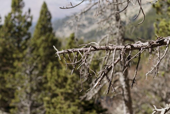 Barren branch in the forest