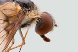 Furry brown flying insect multiply enlarged