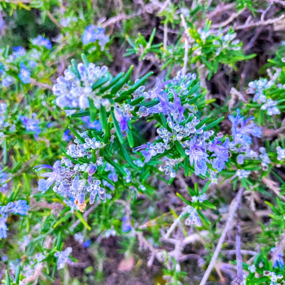 Top view of benenden blue rosemary bush