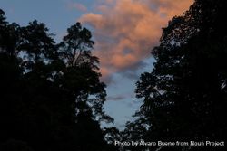 Silhouette of jungle trees at sunset in Gunung Leuser National Park, near the river Bohorok 4ZRLr4